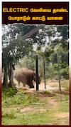 Elephant Viral Video | ELECTRIC வேலியை தாண்ட போராடும் காட்டு யானை