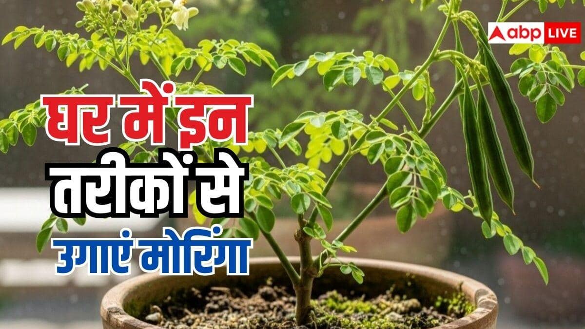 घर के आंगन में उगाएं मोरिंगा, न्यूट्रिशन से भरपूर है यह पौधा, जान लें पूरी प्रोसेस