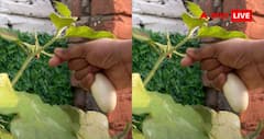 White Brinjal Gardening Tips: अपने गार्डन में कैसे उगा सकते हैं सफेद वाले बैंगन? जान लीजिए तरीका