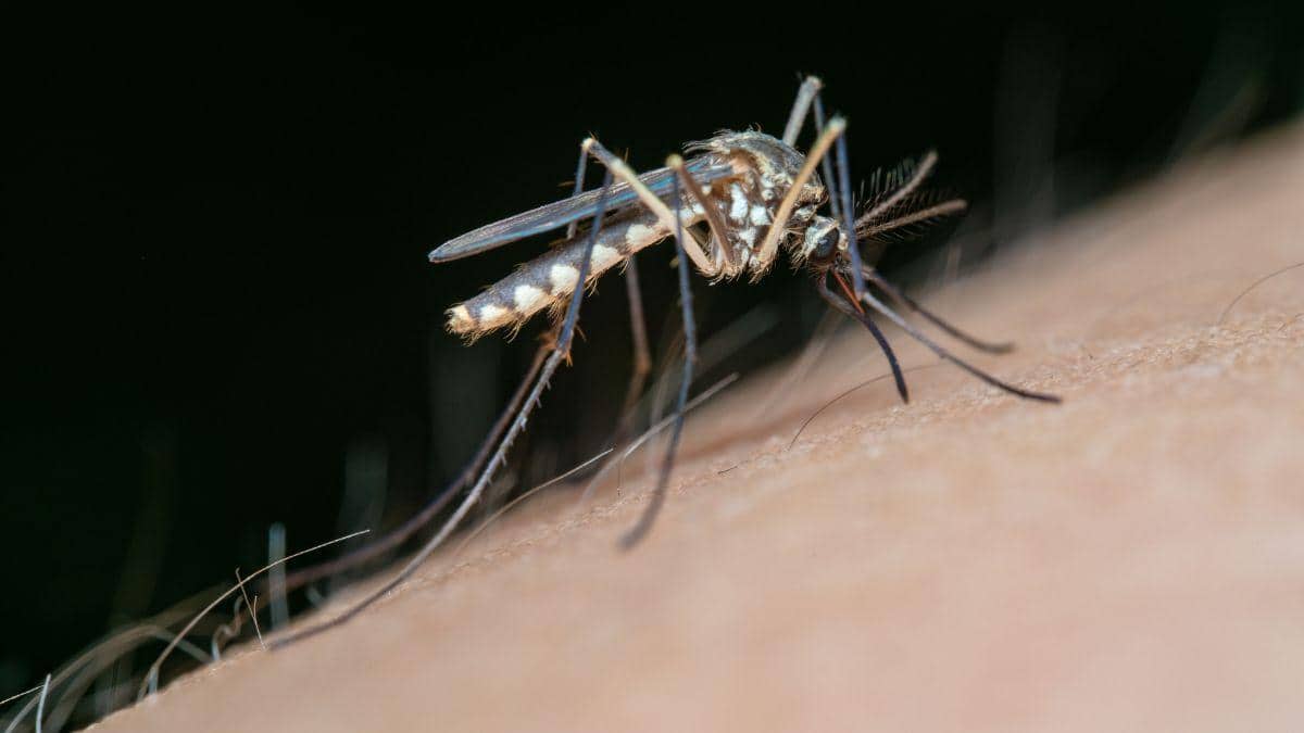 Doctors Explain Why Malaria Is More Dangerous For Children And How To Prevent It