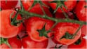 Tomatoes Storage Tips : టమోటాలు రుచి మారకూడదంటే ఫ్రిడ్జ్​లో పెట్టకండి.. బయటనే తాజాగా ఉంచే సింపుల్ టిప్స్ ఇవే