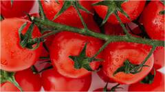 Tomatoes Storage Tips : టమోటాలు రుచి మారకూడదంటే ఫ్రిడ్జ్​లో పెట్టకండి.. బయటనే తాజాగా ఉంచే సింపుల్ టిప్స్ ఇవే