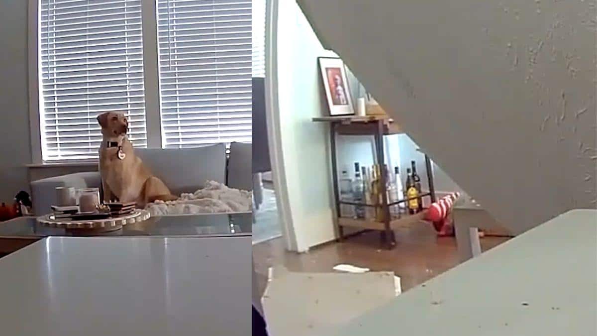 Ring Camera Captures Dog Escaping Moments Before Ceiling Collapses Inside Texas Home