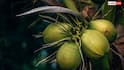 Coconut Water: नारियल में पानी कैसे भरता है, क्या है इसके पीछे का साइंस?