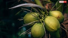 Coconut Water: नारियल में पानी कैसे भरता है, क्या है इसके पीछे का साइंस?
