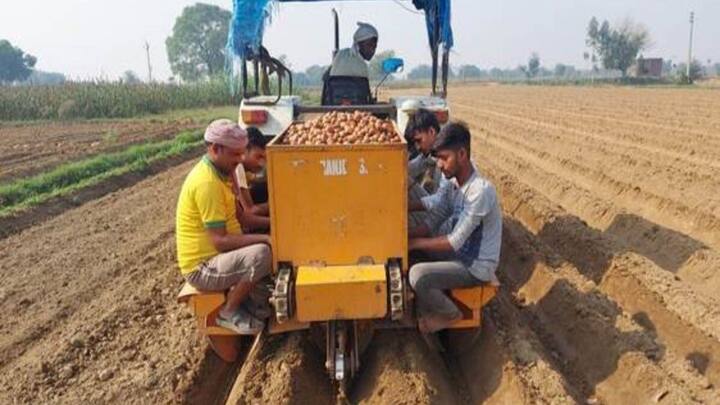 इसके अलावा बुआई के समय खाद का सही बैलेंस न होना भी आलू का साइज बिगाड़ देता है. पौधे की शुरुआती ग्रोथ के लिए नाइट्रोजन जरूरी है. लेकिन आलू का साइज बढ़ाने का असली काम पोटाश और फास्फोरस करते हैं. अगर मिट्टी में इन पोषक तत्वों की कमी होगी तो आलू कभी नहीं फूलेगा.