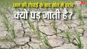 धान की रोपाई के बाद खेत में दरार क्यों पड़ जाती है, किसानों के लिए होता है खतरे का संकेत