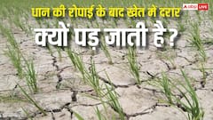 धान की रोपाई के बाद खेत में दरार क्यों पड़ जाती है, किसानों के लिए होता है खतरे का संकेत