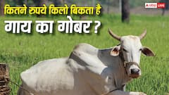 कितने रुपये किलो बिकता है गाय का गोबर, इसे कहां बेच सकते हैं किसान?