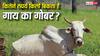 Cow Dung Market Price : कितने रुपये किलो बिकता है गाय का गोबर, इसे कहां बेच सकते हैं किसान?