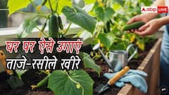 बाजार से खीरा खरीदना भूल जाएंगे, घर की बालकनी में ऐसे उगाएं ढेर सारे ताजे खीरे