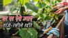 बाजार से खीरा खरीदना भूल जाएंगे, घर की बालकनी में ऐसे उगाएं ढेर सारे ताजे खीरे