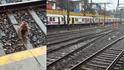 Western Railway Monkey: माकड रेल्वे ट्रॅकवर ठाण मांडून बसलं, पश्चिम रेल्वेची वाहतूक विस्कळीत