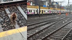 Western Railway Monkey: माकड रेल्वे ट्रॅकवर ठाण मांडून बसलं, पश्चिम रेल्वेची वाहतूक विस्कळीत