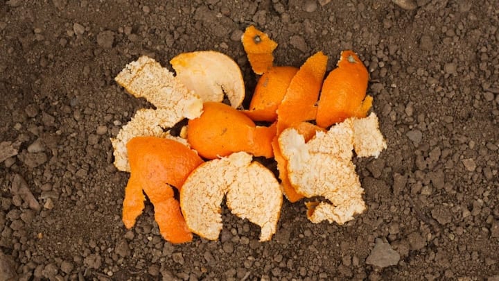 It is very easy to make this organic fertilizer at home and it does not cost you even a single rupee. The first and most straightforward way is to cut the orange peels into small pieces. Bury these pieces directly in the soil of your pot or field where they will slowly melt and become compost.