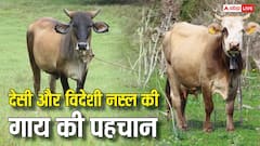 Cow Breed Identification: गाय खरीदने जा रहे हैं? ऐसे करें देसी और विदेशी नस्ल की पहचान, वरना खा जाएंगे धोखा