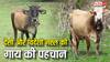 Cow Breed Identification: गाय खरीदने जा रहे हैं? ऐसे करें देसी और विदेशी नस्ल की पहचान, वरना खा जाएंगे धोखा