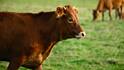 Cow Breed Identification: गाय खरीदने जा रहे हैं? ऐसे करें देसी और विदेशी नस्ल की पहचान, वरना खा जाएंगे धोखा