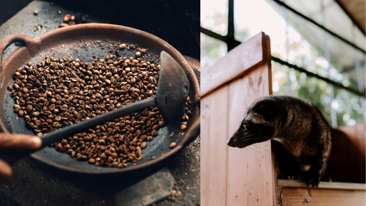 World’s Most Expensive Coffee Is Made From Droppings Of This Animal, Per Cup Costs Rs 8,000
