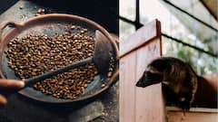 World’s Most Expensive Coffee Is Made From Droppings Of This Animal, Per Cup Costs Rs 8,000