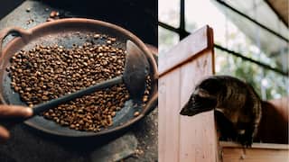 World’s Most Expensive Coffee Is Made From Droppings Of This Animal, Per Cup Costs Rs 8,000