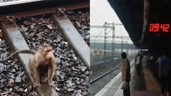 Western Railway Monkey: माकड रेल्वे ट्रॅकवर ठाण मांडून बसलं, पश्चिम रेल्वेची वाहतूक विस्कळीत