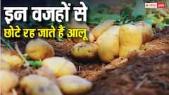 इन वजहों से छोटा रह जाता है आलू का साइज, बुआई के समय जरूर रखें कुछ बातों का ध्यान