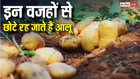 इन वजहों से छोटा रह जाता है आलू का साइज, बुआई के समय जरूर रखें कुछ बातों का ध्यान इन वजहों से छोटा रह जाता है आलू का साइज, बुआई के समय जरूर रखें कुछ बातों का ध्यान