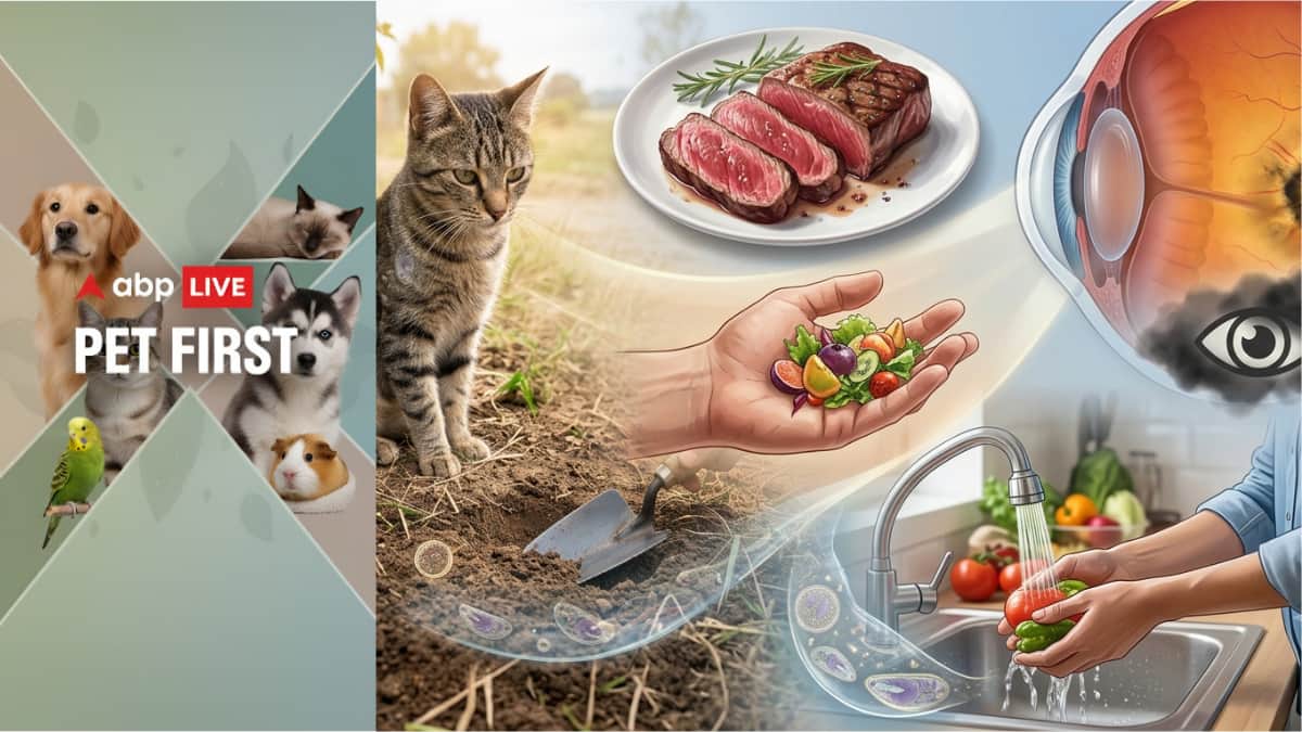 ABP Live Pet First | Cat Parasite Found In One Third Of Humans Linked To Vision Loss, Scientists Warn