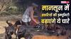 बारिश में बार-बार बीमार नहीं होंगी बकरियां, ये पत्तियां बढ़ाएंगी उनकी इम्यूनिटी