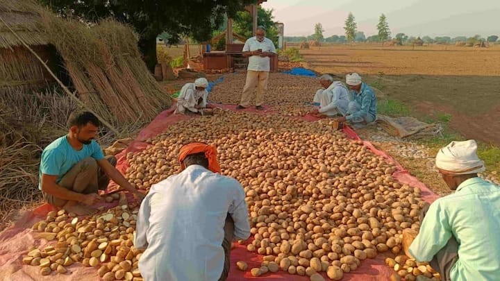 अगर आप चाहते हैं कि आपके खेत से बड़े और चमकदार आलू निकलें तो बुआई के वक्त सही दूरी और भुरभुरी मिट्टी का पूरा ध्यान रखें. शुरुआत में ही गोबर की अच्छी सड़ी हुई खाद डालें जिससे मिट्टी नरम रहे. सही समय पर सही खाद देने से आलू का साइज एकदम परफेक्ट मिलेगा.