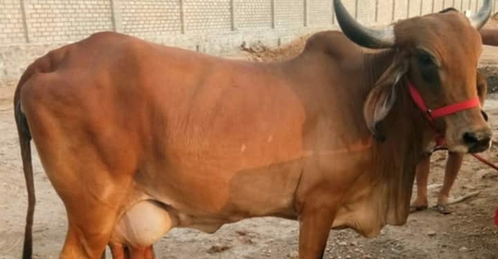 इस सब्सिडी का पैसा आपको एक बार में नहीं बल्कि तीन अलग-अलग किस्तों में काम के प्रोग्रेस के हिसाब से मिलता है. पहली किस्त जमीन और शेड बनाने के समय, दूसरी किस्त गायों को खरीदने के वक्त और तीसरी किस्त बाकी बचे कामों को पूरा करने के बाद आपके बैंक अकाउंट में सीधे ट्रांसफर की जाती है.