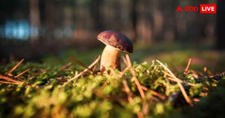 Mushrooms grow in moist environments. The risk of fungal infection increases during monsoon. Some types of mushrooms can also be poisonous, so special care should be taken while buying and eating mushrooms in this season.