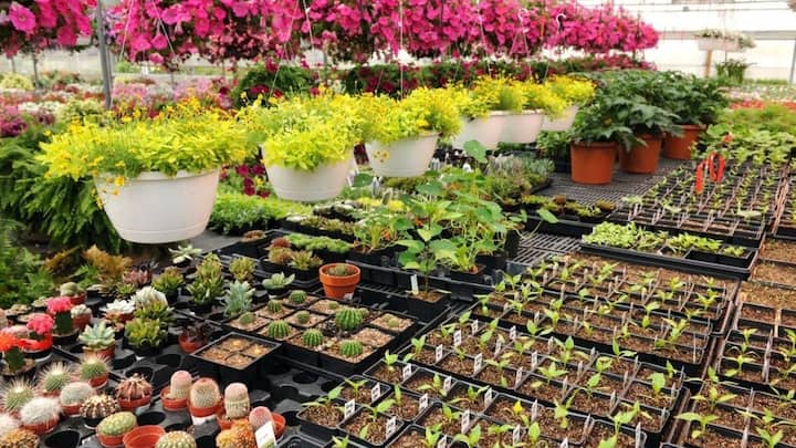 नर्सरी में आप सीजनल सब्जियों जैसे टमाटर, मिर्च, बैंगन और गोभी के पौधे तैयार कर सकते हैं. इसके अलावा गेंदा, गुलाब और पिटुनिया जैसे फूलों की पौध की भी मार्केट में जबरदस्त डिमांड रहती है. आजकल लोग सजावटी और इनडोर प्लांट्स भी खूब खरीदते हैं. जिन्हें आप कम मेहनत में आसानी से उगा सकते हैं.