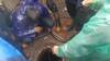 Mumbai Rains: Man Dies After Falling Into Open Manhole Hidden By Waterlogging | Watch