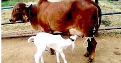 क्या है मिनी नंदिनी योजना, डेयरी बिजनेस शुरू करने के लिए इसमें कैसे ले सकते हैं सब्सिडी?