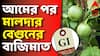 Ashapur Brinjal GI Tag : আমের পর এবার বেগুনেও বাজিমাত! GI ট্যাগ পেল মালদার আশাপুর বেগুন