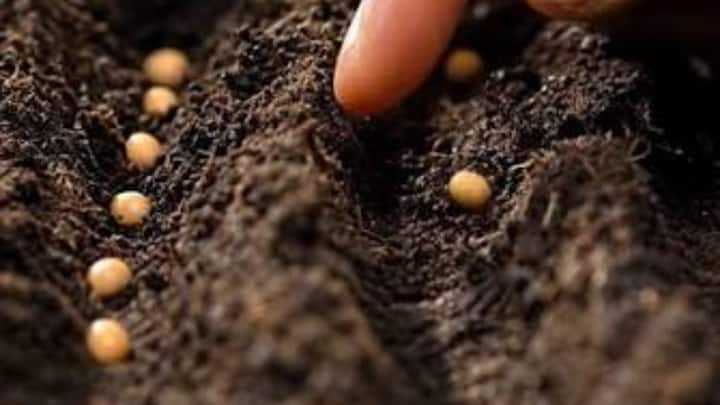 The soil of the land you are choosing for preparing saplings should be very fertile and flat. It is best to plow the field two-three times and mix well decomposed cow dung in it. Only after making the soil friable, small and raised beds should be made in it for the nursery.