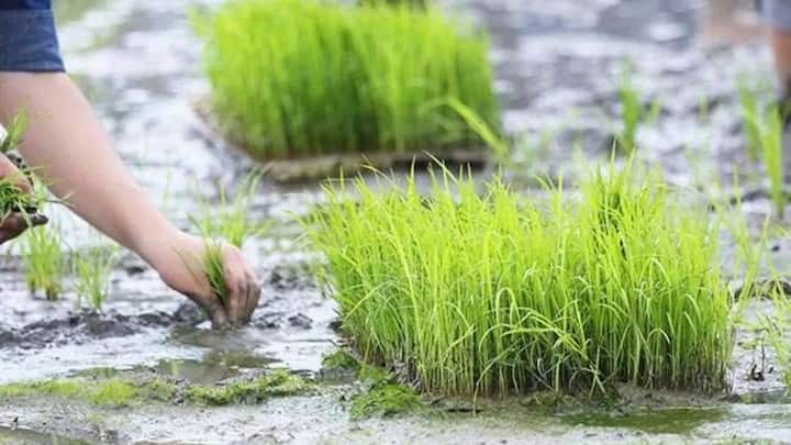 Sprinkling of germinated seeds in the prepared beds should be done in an even manner so that the plants do not grow too densely at one place. The seeds should be covered with a thin layer of soil or light manure so that they can get the necessary warmth. Immediately after this, light watering should be done so that the soil remains moist.