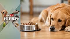 Pet First | 6 Signs Your Pet May Not Be Getting The Right Nutrition