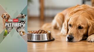 Pet First | 6 Signs Your Pet May Not Be Getting The Right Nutrition