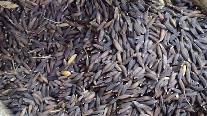 To prepare the nursery, first of all it is considered very important to have the right timing. According to different varieties of Basmati, the best time for planting is from the last week of May to mid-June. The weather temperature at this time is perfect for good germination of seeds.