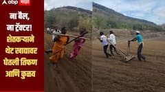 ना बैल, ना ट्रॅक्टर! शेतकऱ्याने थेट मुलगा आणि भावाच्या खांद्यावरच दिली तिफन, तर पत्नी व भावजयीने धरला कुळव