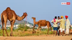 राजस्थान में 45 साल में 90 प्रतिशत घटे ऊंट, हाईकोर्ट ने सरकार से मांगा जवाब; पशुपालन निदेशक तलब