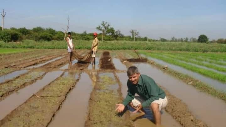 For excellent aroma and good yield, one should always use good quality seeds from a trusted source. Before sowing the seeds in the field, soak them in water for about twenty-four hours and then tie them in a cotton cloth and let them germinate. Seed treatment significantly reduces the risk of diseases in plants.