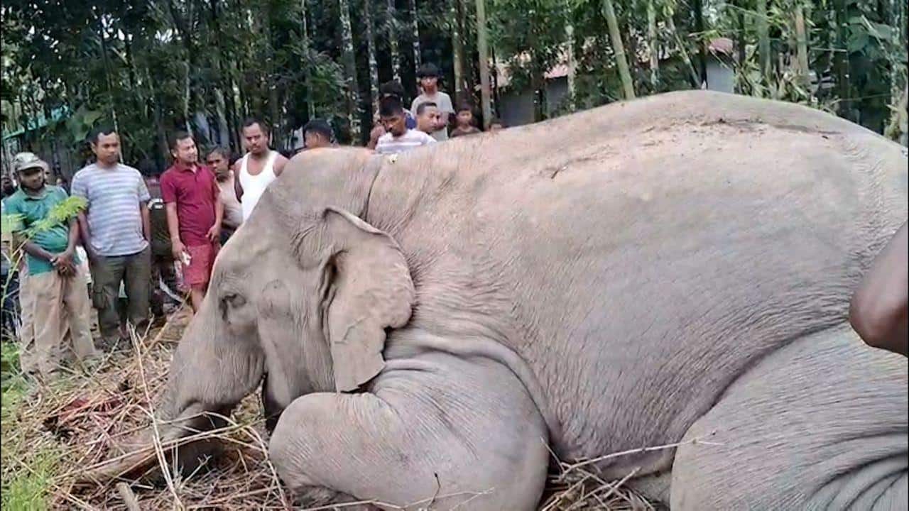 Alipurduar News: পূর্ণবয়স্ক এক দাঁতাল হাতির মৃত্যুতে আলিপুরদুয়ারের চাঞ্চল্য, তদন্তে নেমে যা উঠে এল...