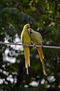 Chiluka Gorinka: చిలుక గోరింకకు సంబంధం లేదు..మరెందుకు అలా దీవిస్తారు?