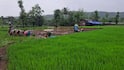 Raigad Rain Rice Farming: चिंब पावसानं रान झालं आबादानी! रायगडमध्ये मुसळधार पाऊस, शेतात भात लावणीच्या कामाला वेग