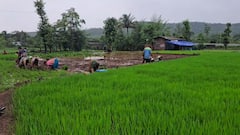 Raigad Rain Rice Farming: चिंब पावसानं रान झालं आबादानी! रायगडमध्ये मुसळधार पाऊस, शेतात भात लावणीच्या कामाला वेग