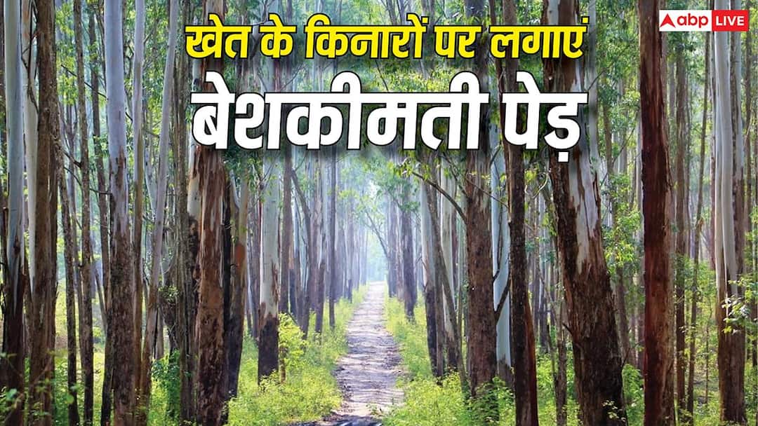 खेत के किनारों पर लगाएं बेशकीमती पेड़, फसल के साथ-साथ तैयार होगा करोड़ों का ‘फिक्स्ड डिपॉजिट’ खेत के किनारों पर लगाएं बेशकीमती पेड़, फसल के साथ-साथ तैयार होगा करोड़ों का ‘फिक्स्ड डिपॉजिट’